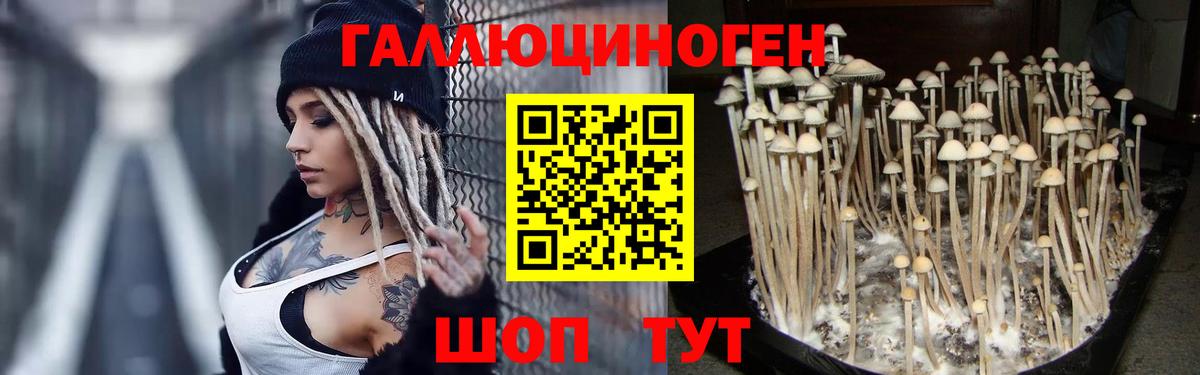 Щёлково  купить   Вход с VPN  Псилоцибиновые грибы MAGIC MUSHROOMS  Псилоцибиновые грибы мухоморы 